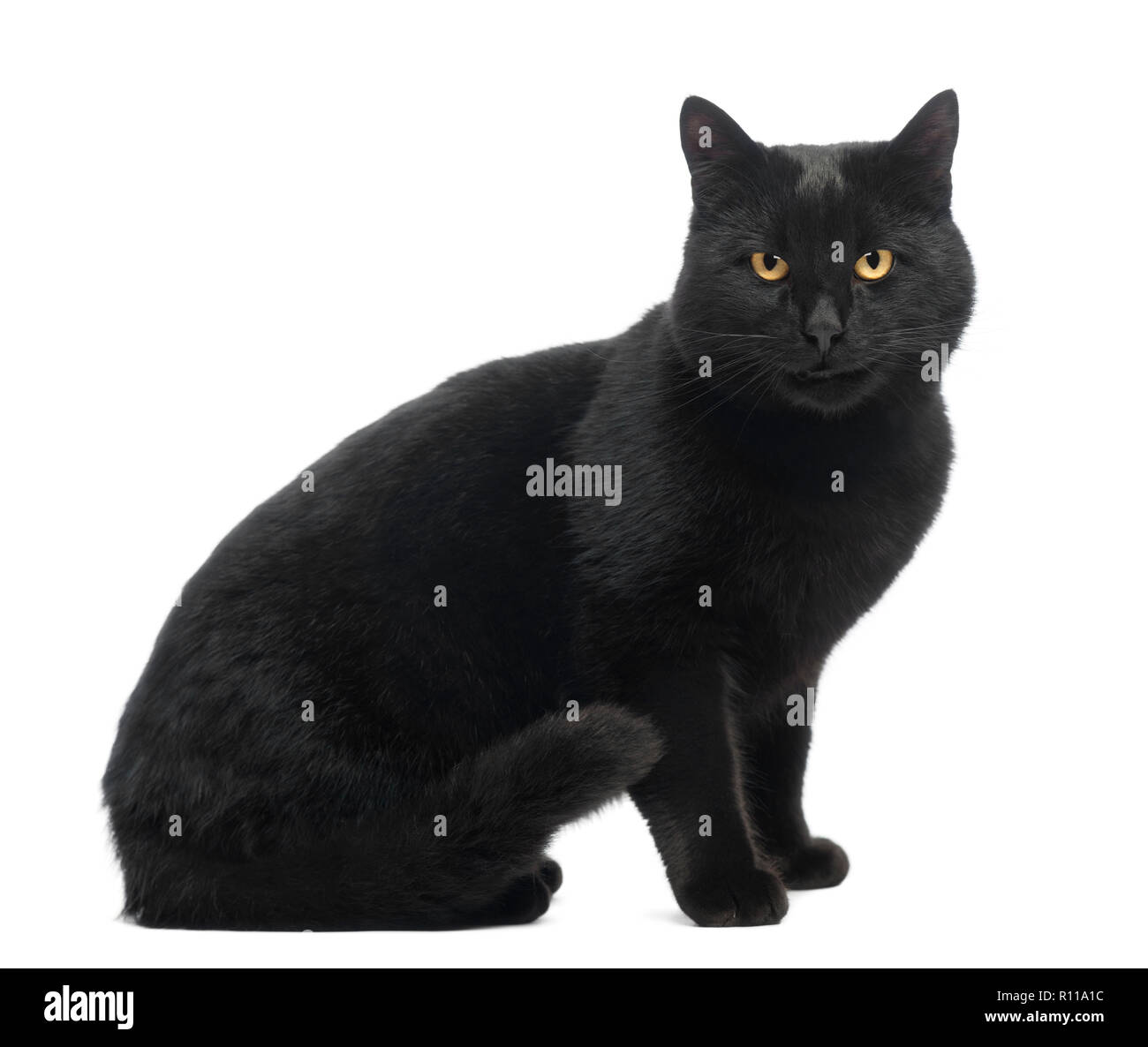Black Cat sitting, smiling and looking at the camera, isolated on white ...