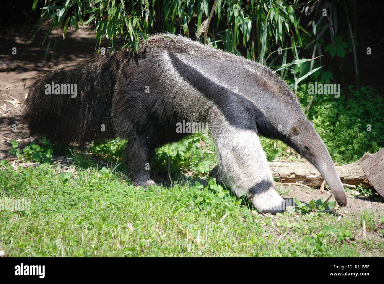 Anteater nosing around for some ants. Stock Photo