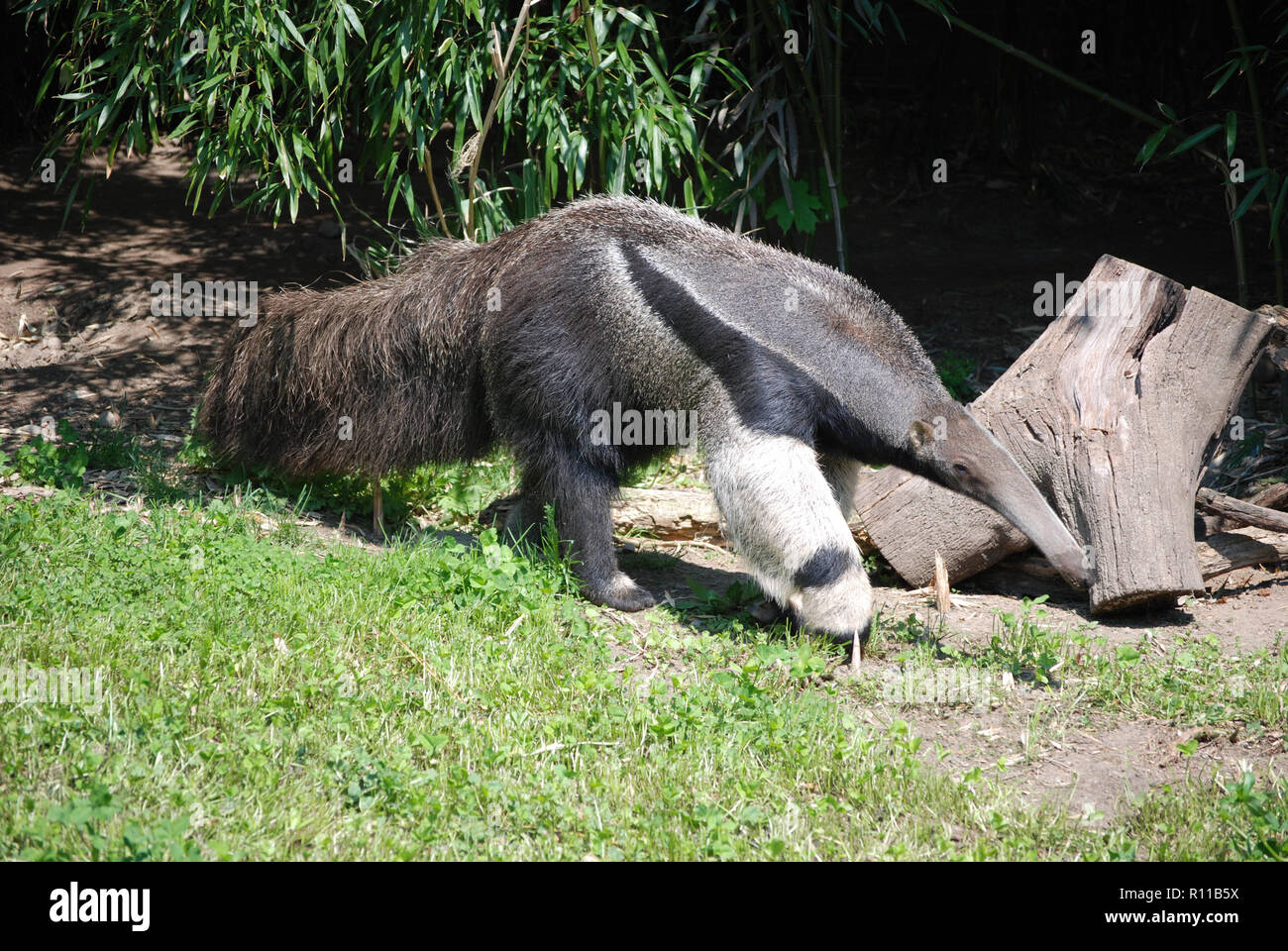 Anteater with a long nose and long tail strutting his suff. Stock Photo