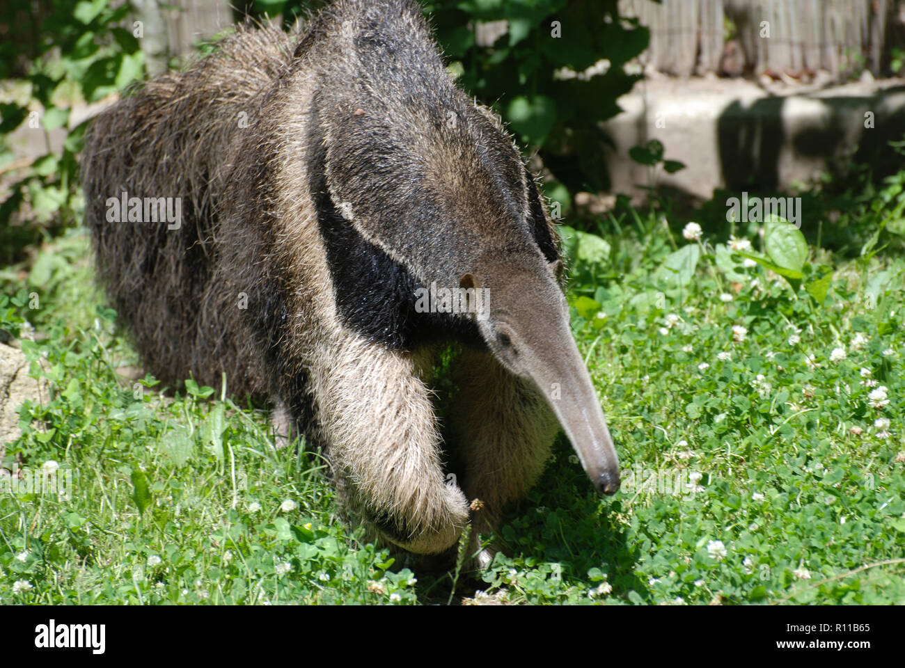 Great up close look at a giant anteater. Stock Photo