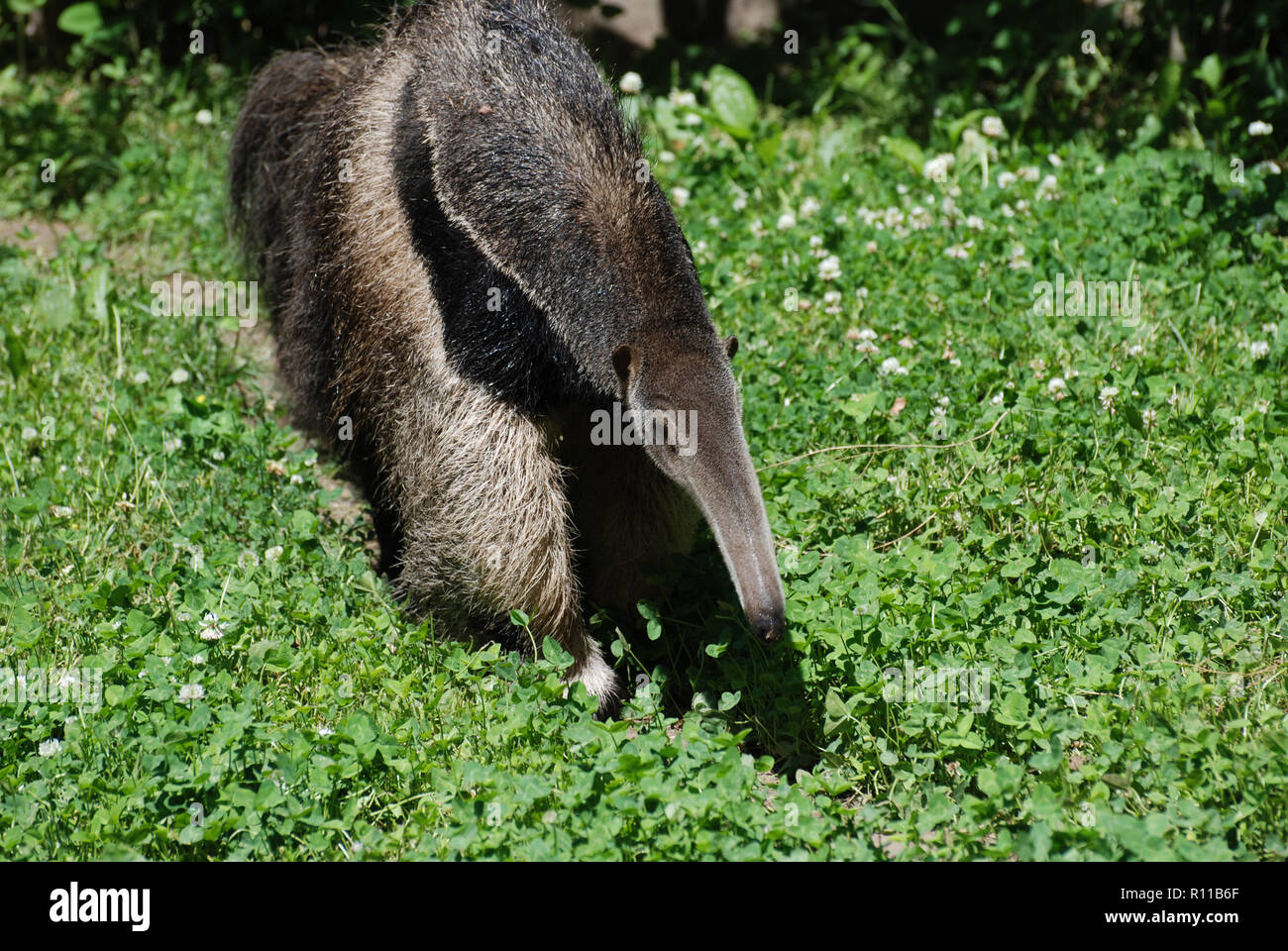 Giant anteater in a grassy area walking around. Stock Photo