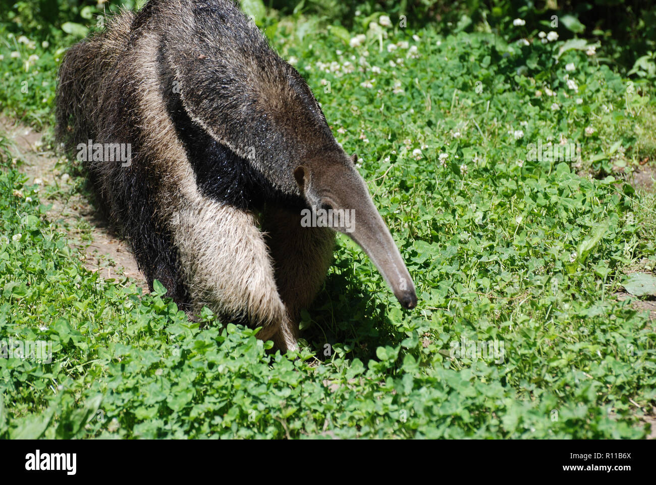 Long furred giant anteater up close and personal. Stock Photo