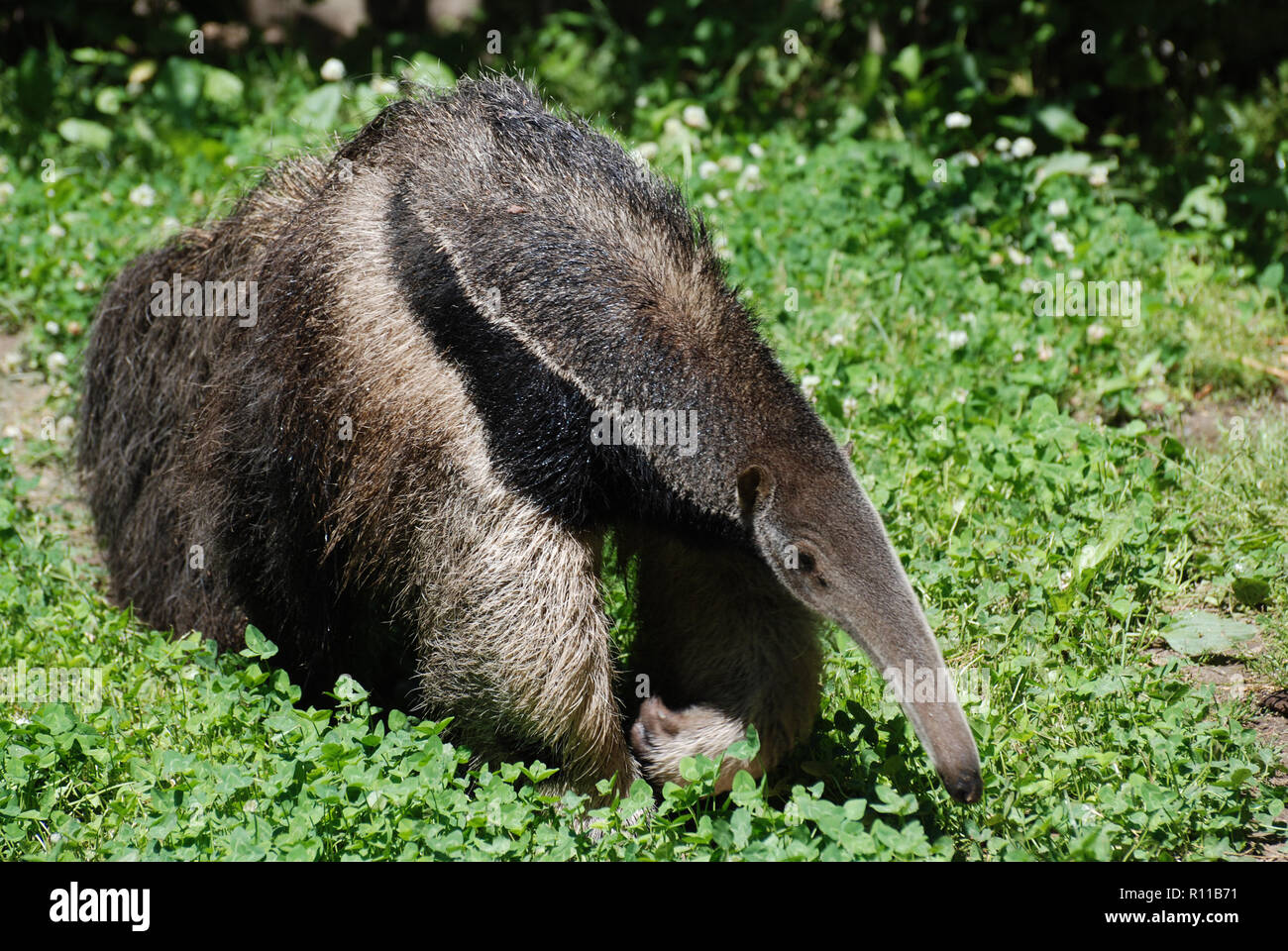 Giant anteater on the lookout for ants for dinner. Stock Photo