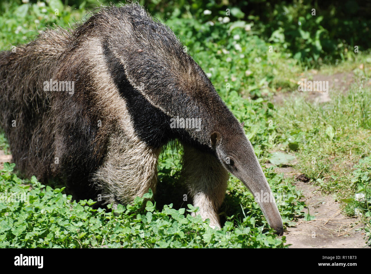 Anteater on the hunt for ants for dinner. Stock Photo