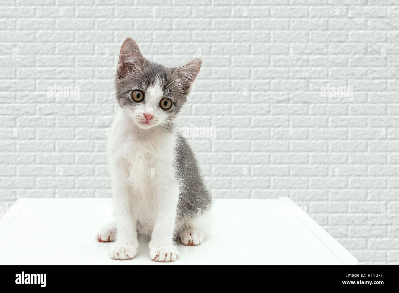 A small kitten sits on a curbstone. Against a white brick wall. Stock Photo