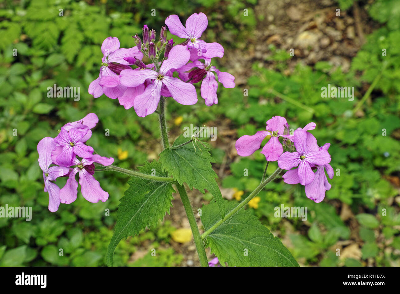 honesty,detail of the flowers and leaves Stock Photo