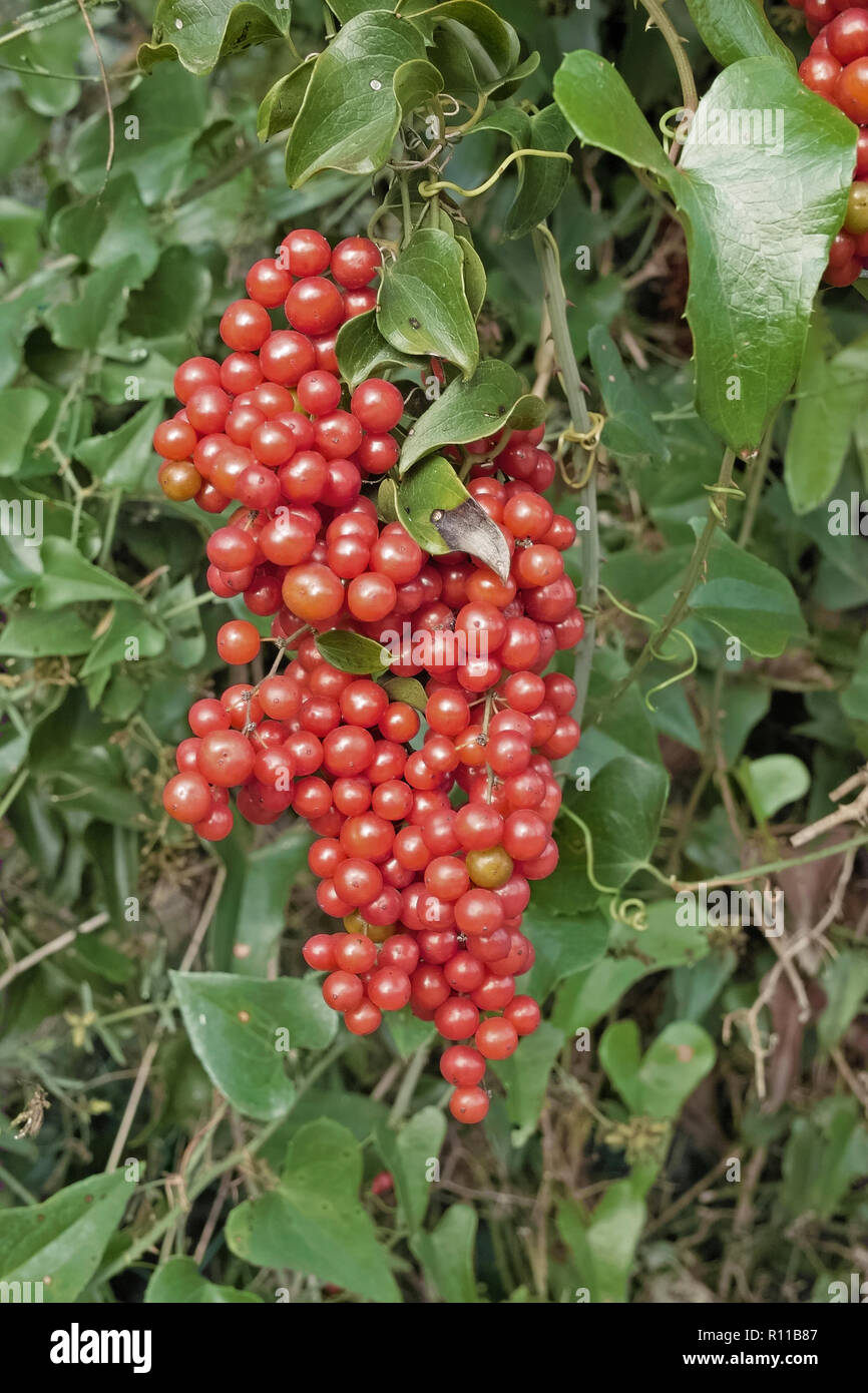 cluster of berries of homegrown sarsaparilla or smilax aspera Stock Photo