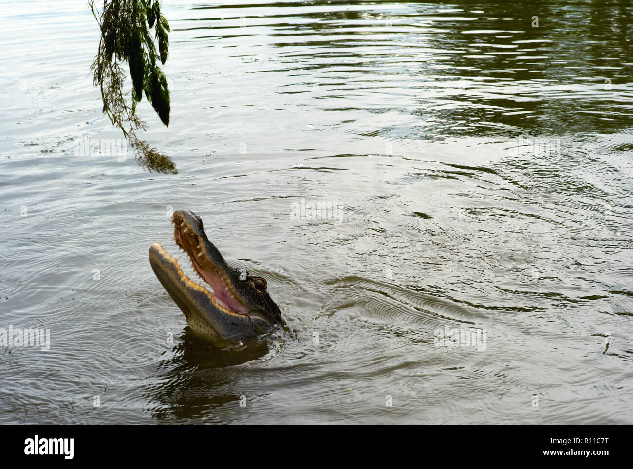 Alligator Head above the Water of a Bayou Snatching at Something Stock Photo