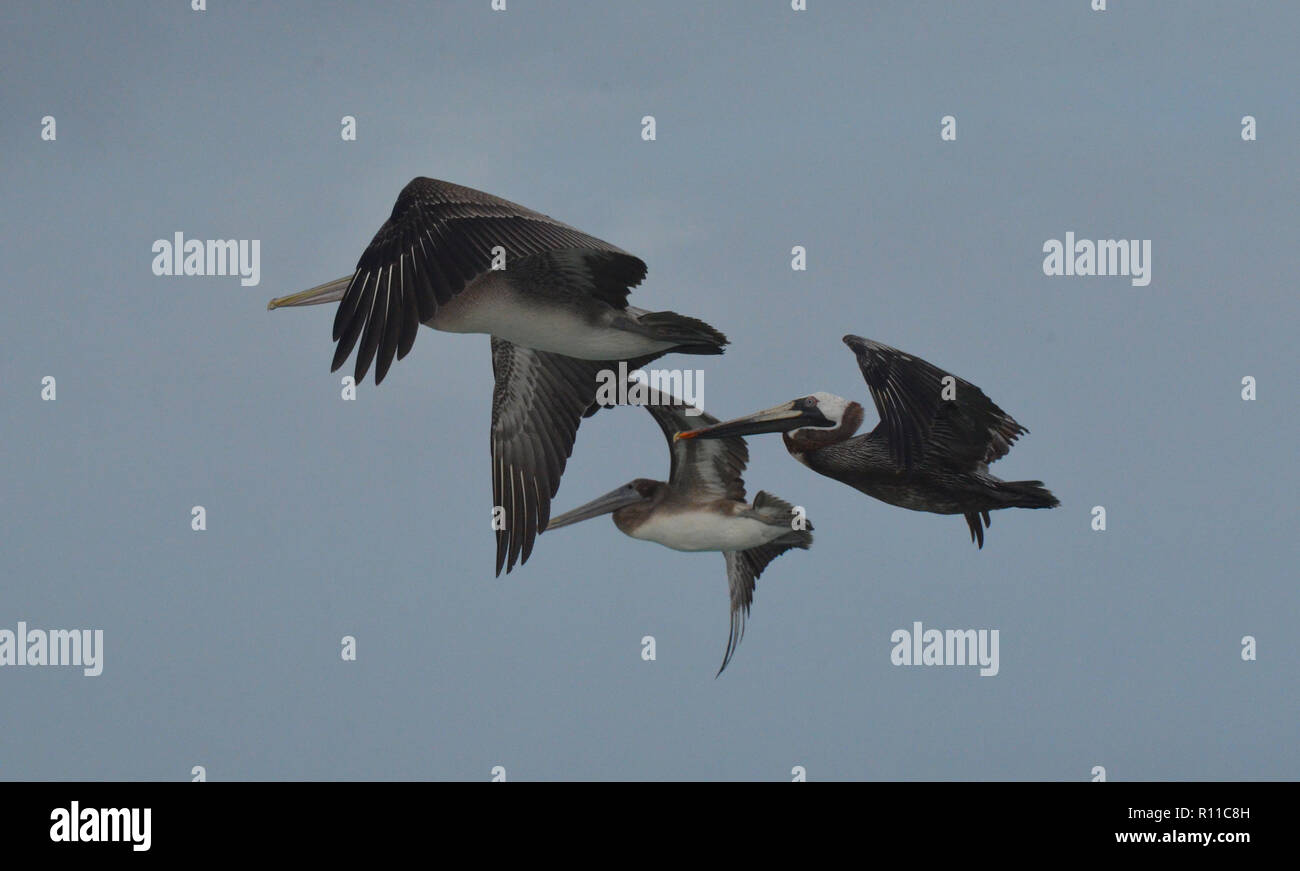Three brown pelicans flying together in the sky. Stock Photo