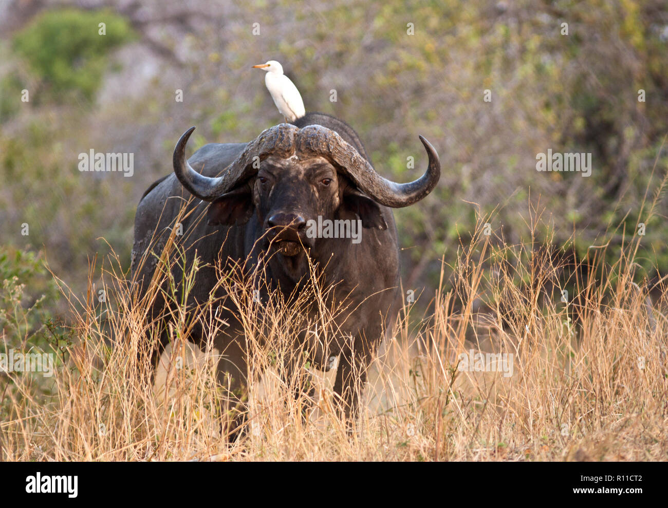 A wary old buffalo bull stares at the vehicle as a cattle Egret hitches a ride on his back ever alert for insects being flushed up by their movement. Stock Photo