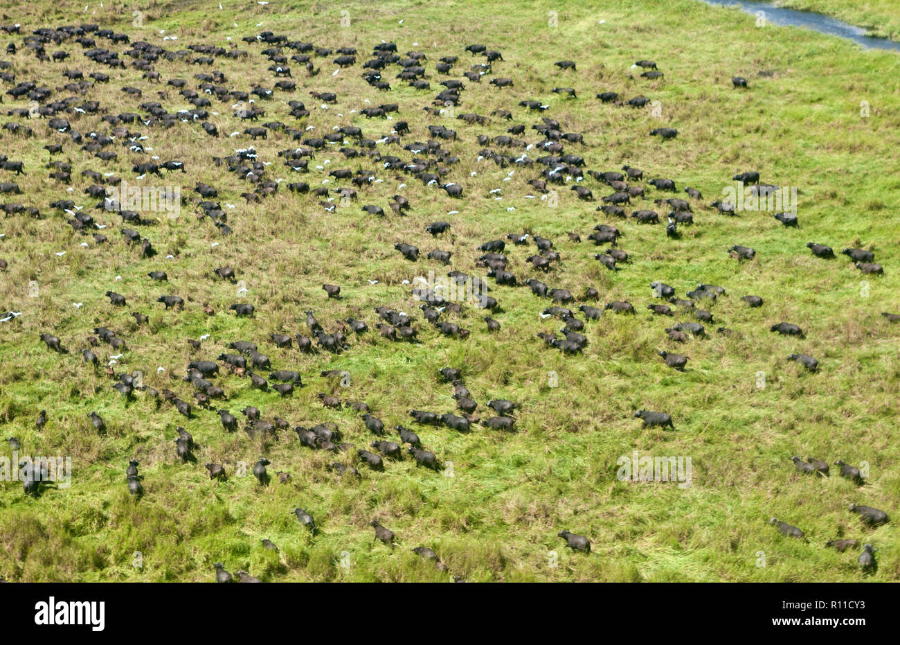 Katavi National Park is one of the last wilderness areas where large herds of buffalo, sometimes over 2000 strong roam the lush floodplains Stock Photo