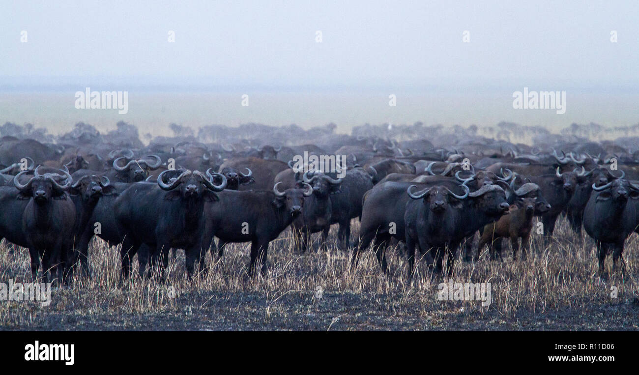 Katavi National Park is one of the last wilderness areas where large herds of buffalo, sometimes often in gatherings of over two thousand Stock Photo