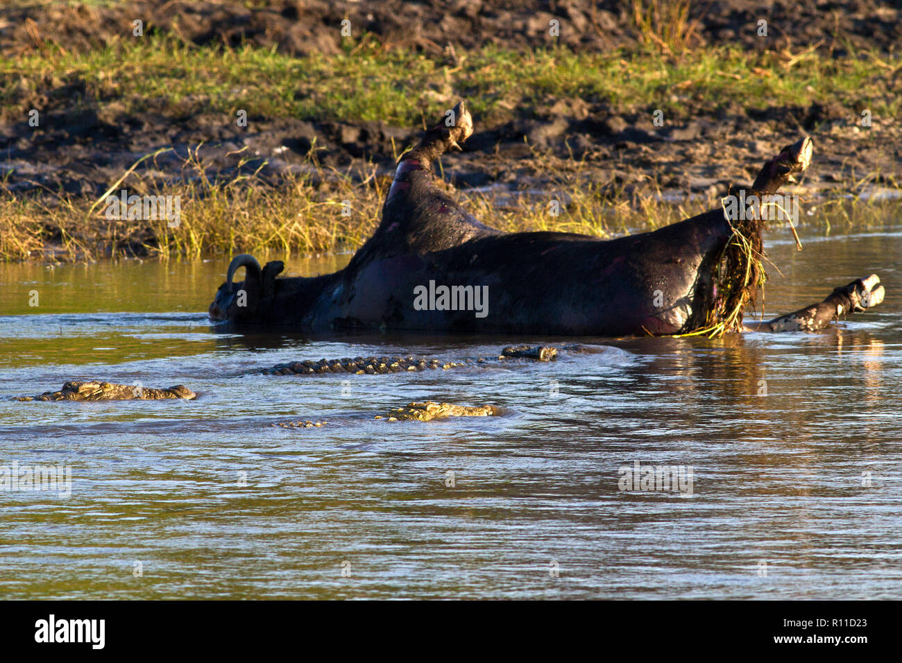 Large crocodiles gather around the bloating carcass of a buffalo bull that was drowned several days earlier and has now softened enough for them to te Stock Photo