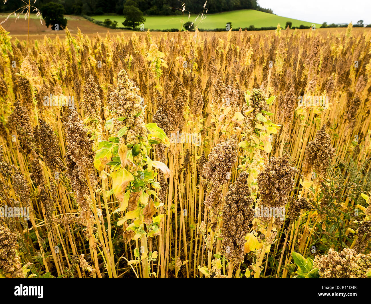 Quinoa farming hires stock photography and images Alamy
