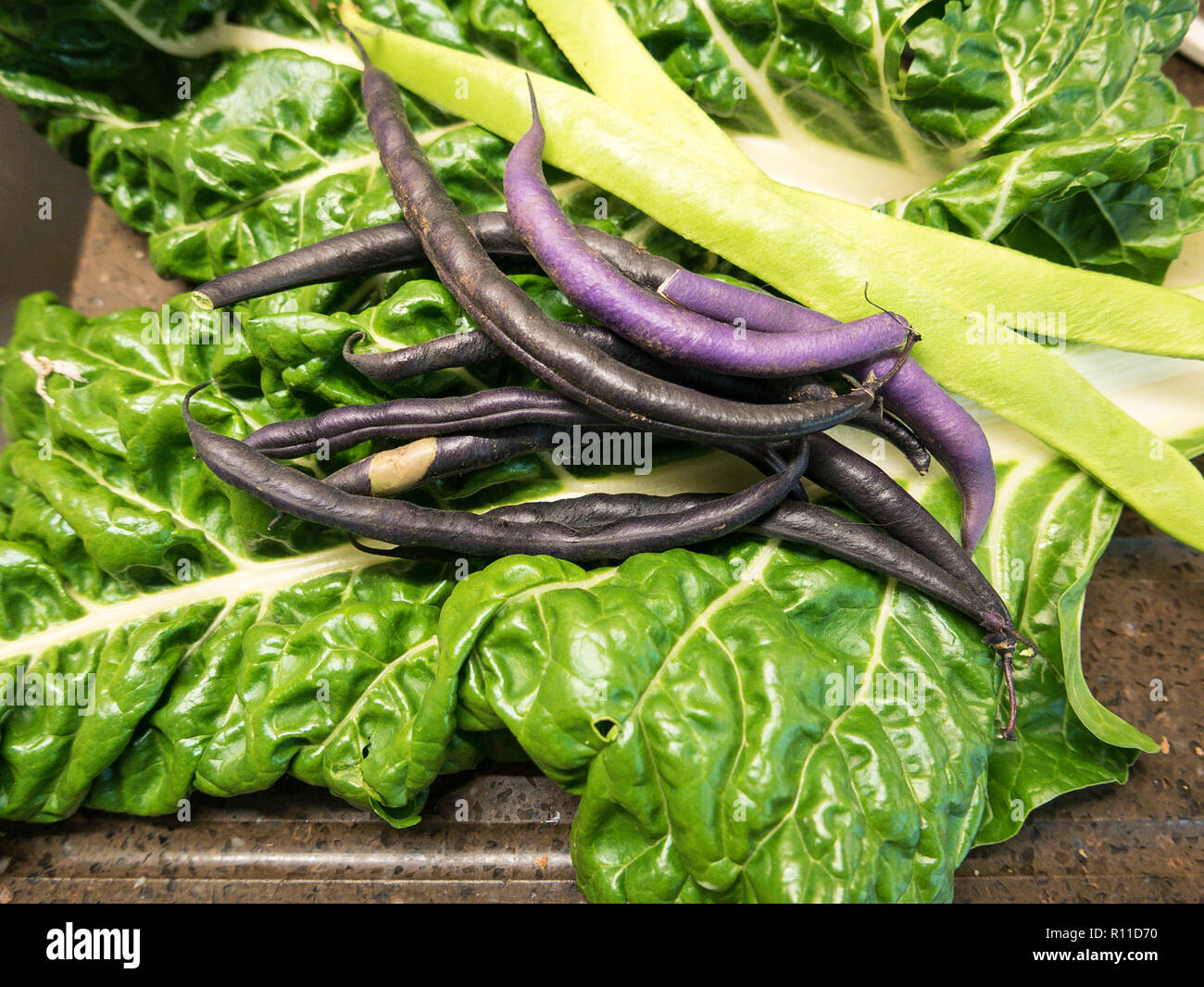 Freshly picked vegetables from the garden in Autumn. Chard and Dwarf French beans Purple Teepee Stock Photo