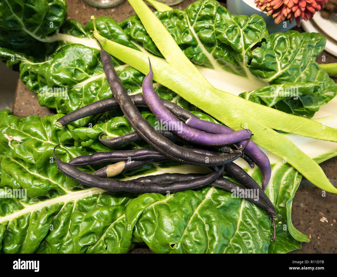 Freshly picked vegetables from the garden in Autumn. Chard and Dwarf French beans Purple Teepee Stock Photo