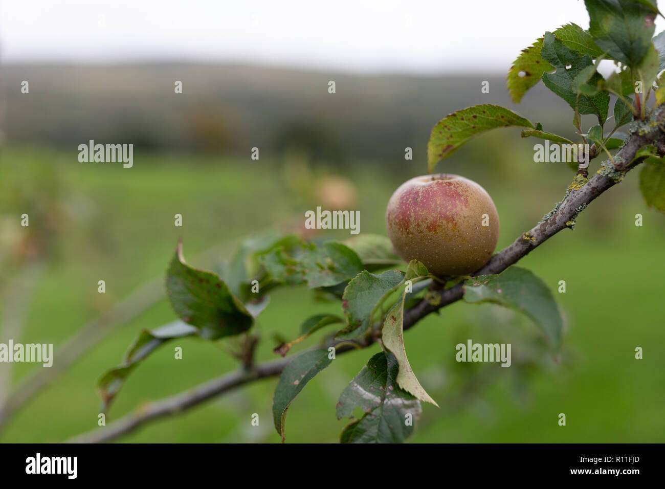An apple on an apple tree Stock Photo