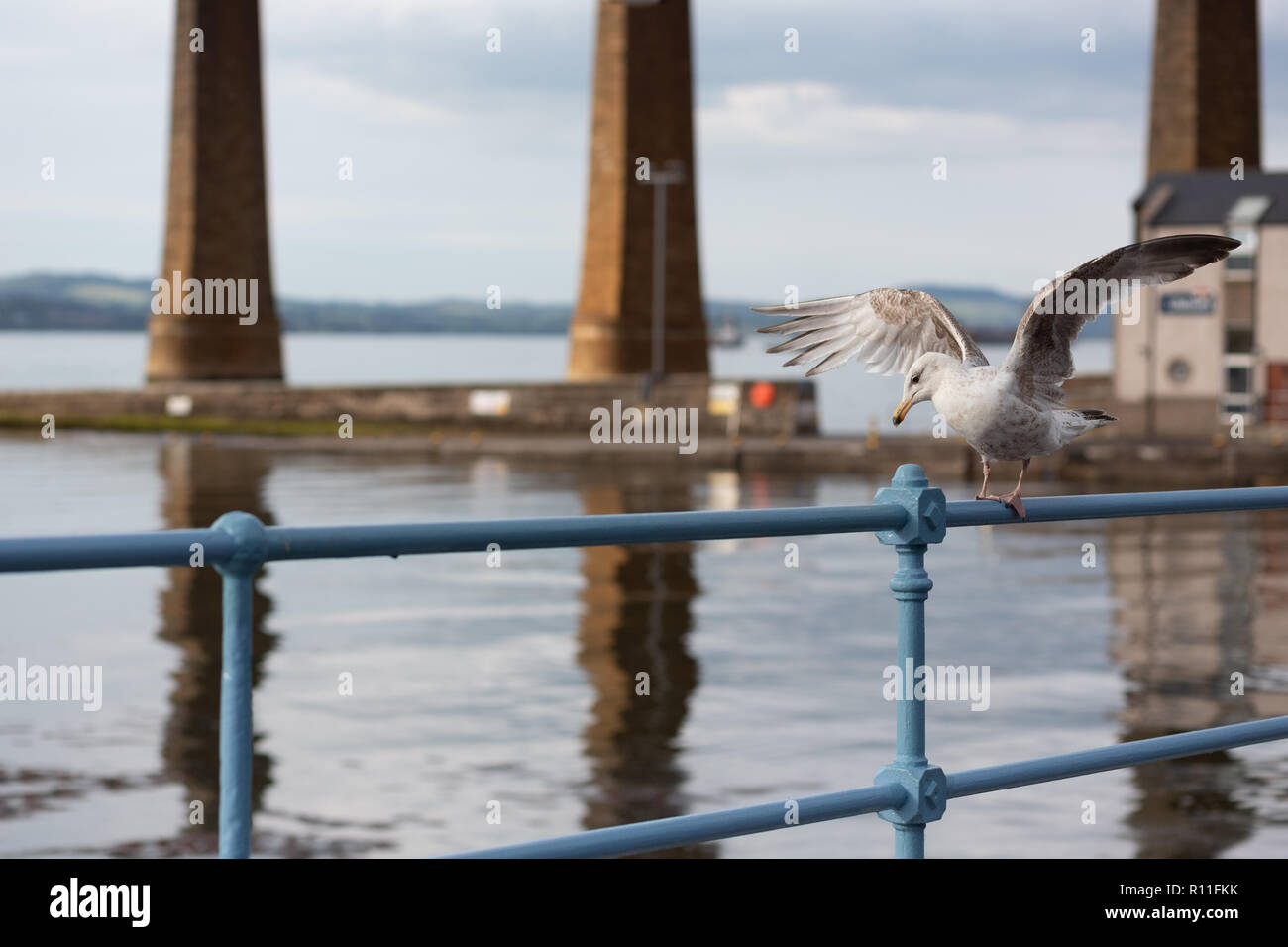 A seagull on a railing in South Queensferry, Scotland with the Forth Rail Bridge in the background Stock Photo