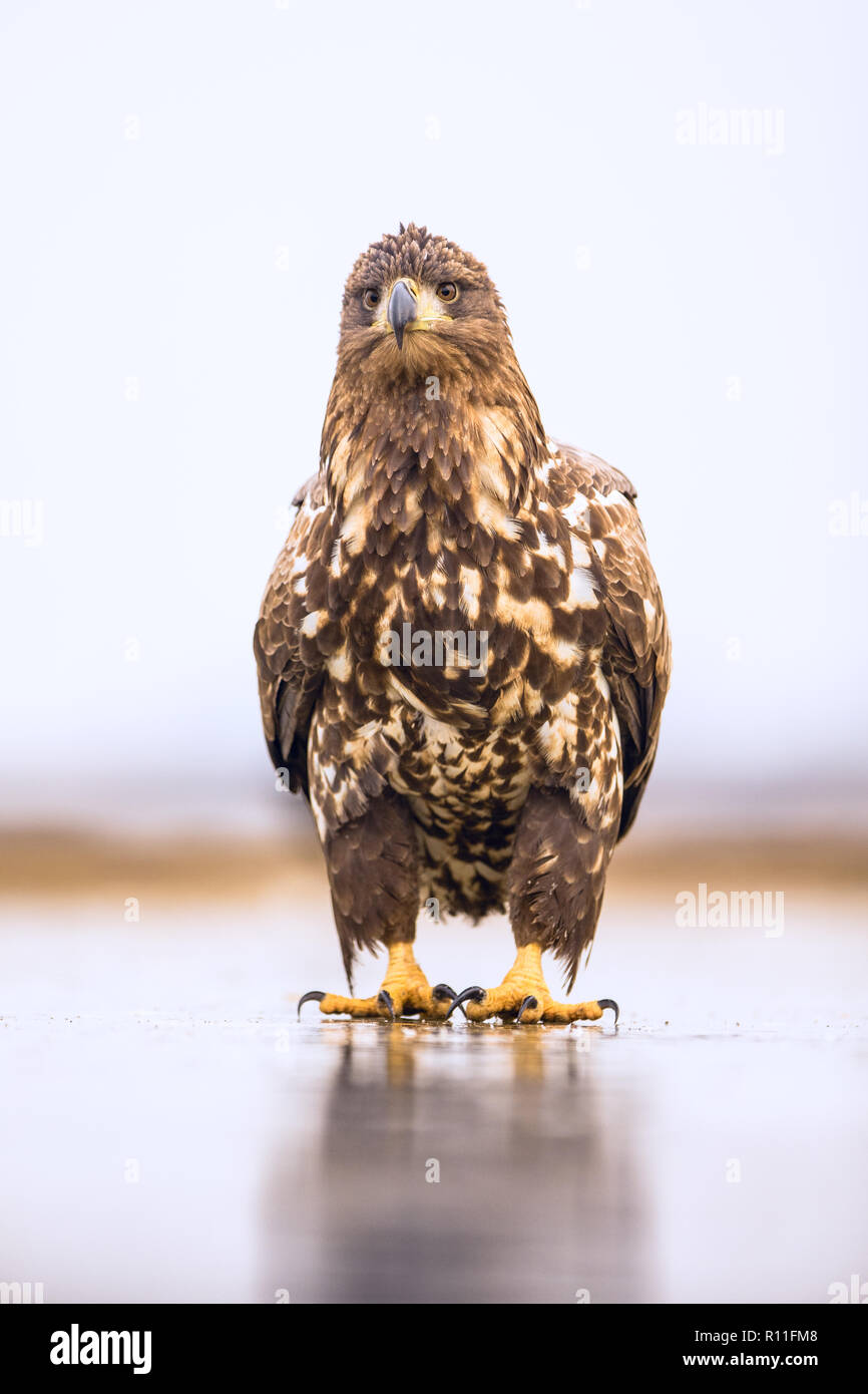 Juvenile White-tailed fish Eagle standing on a frozen lake looking puzzled, Kiskunsagi National Park, Hungary Stock Photo