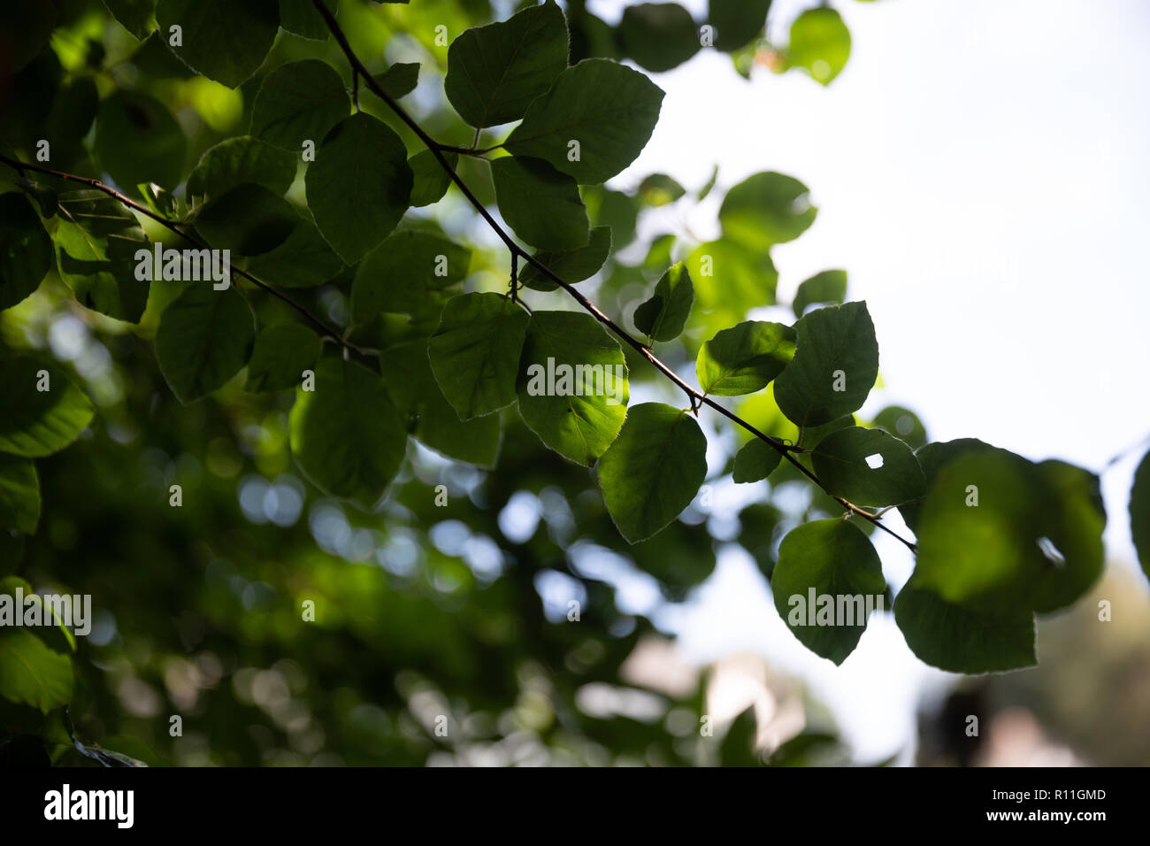 Trees with green leaves hi-res stock photography and images - Alamy