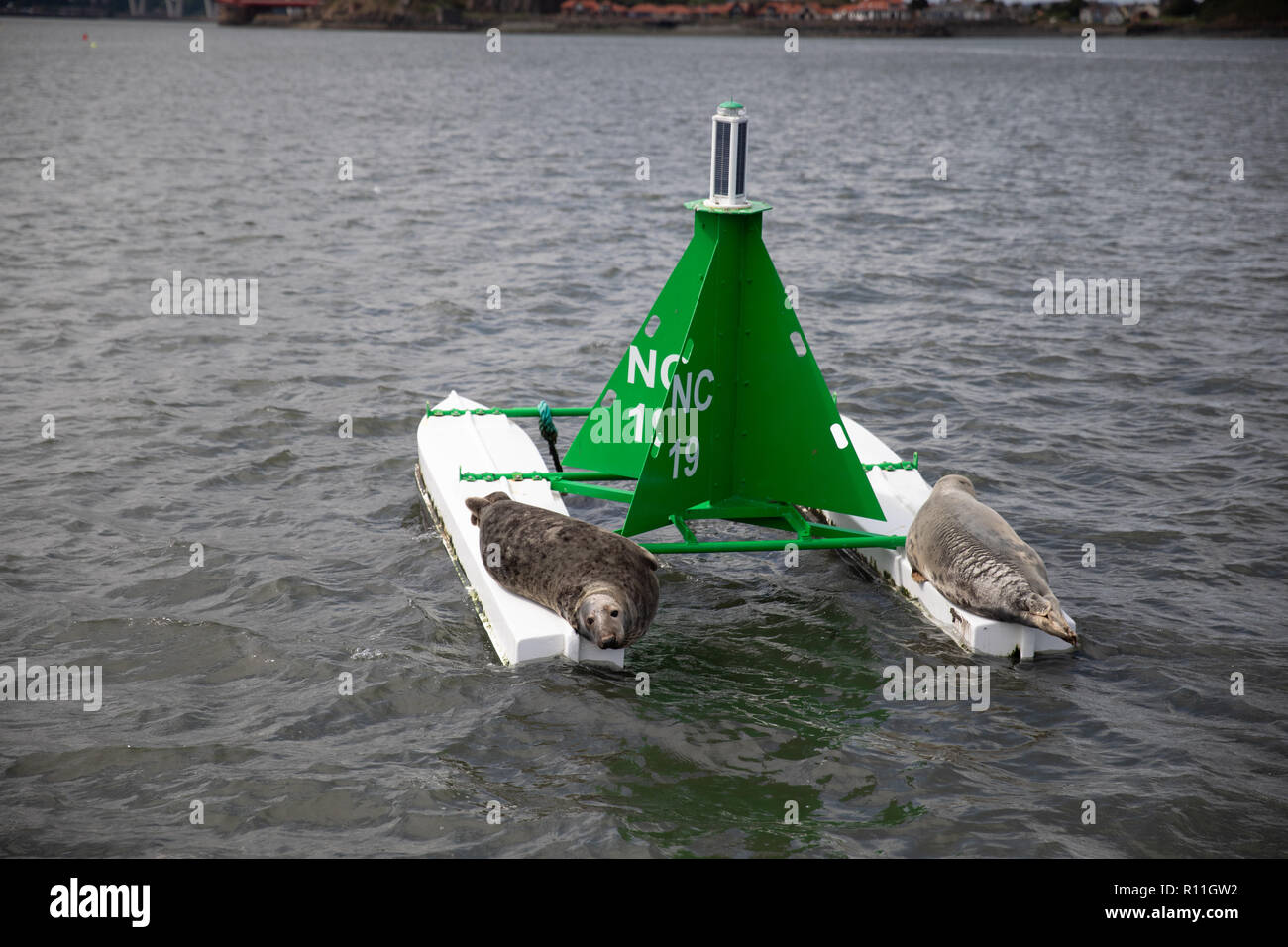 Two seals rest of a buoy in the Firth of Forth, Scotland Stock Photo