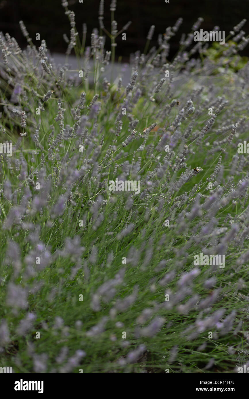Lavender bush with shallow depth of field and green background Stock Photo