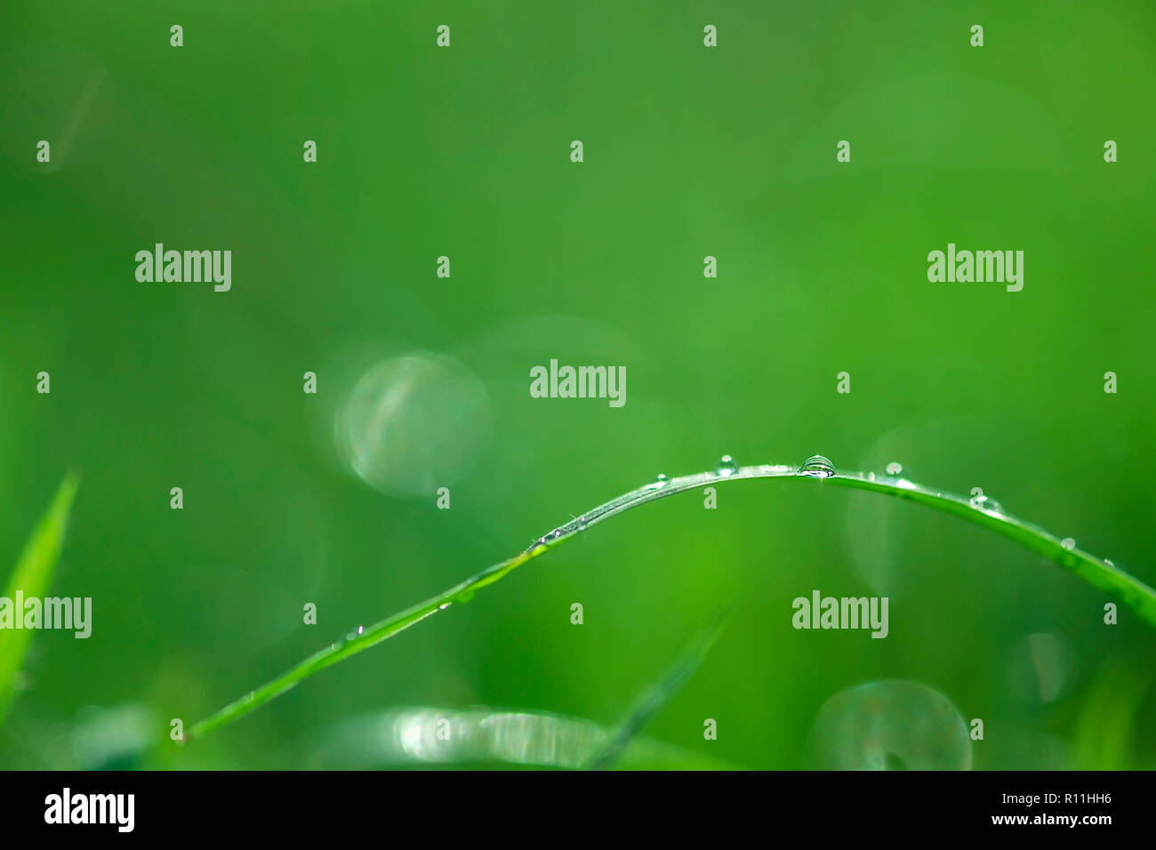 water drop on leaf background Stock Photo - Alamy