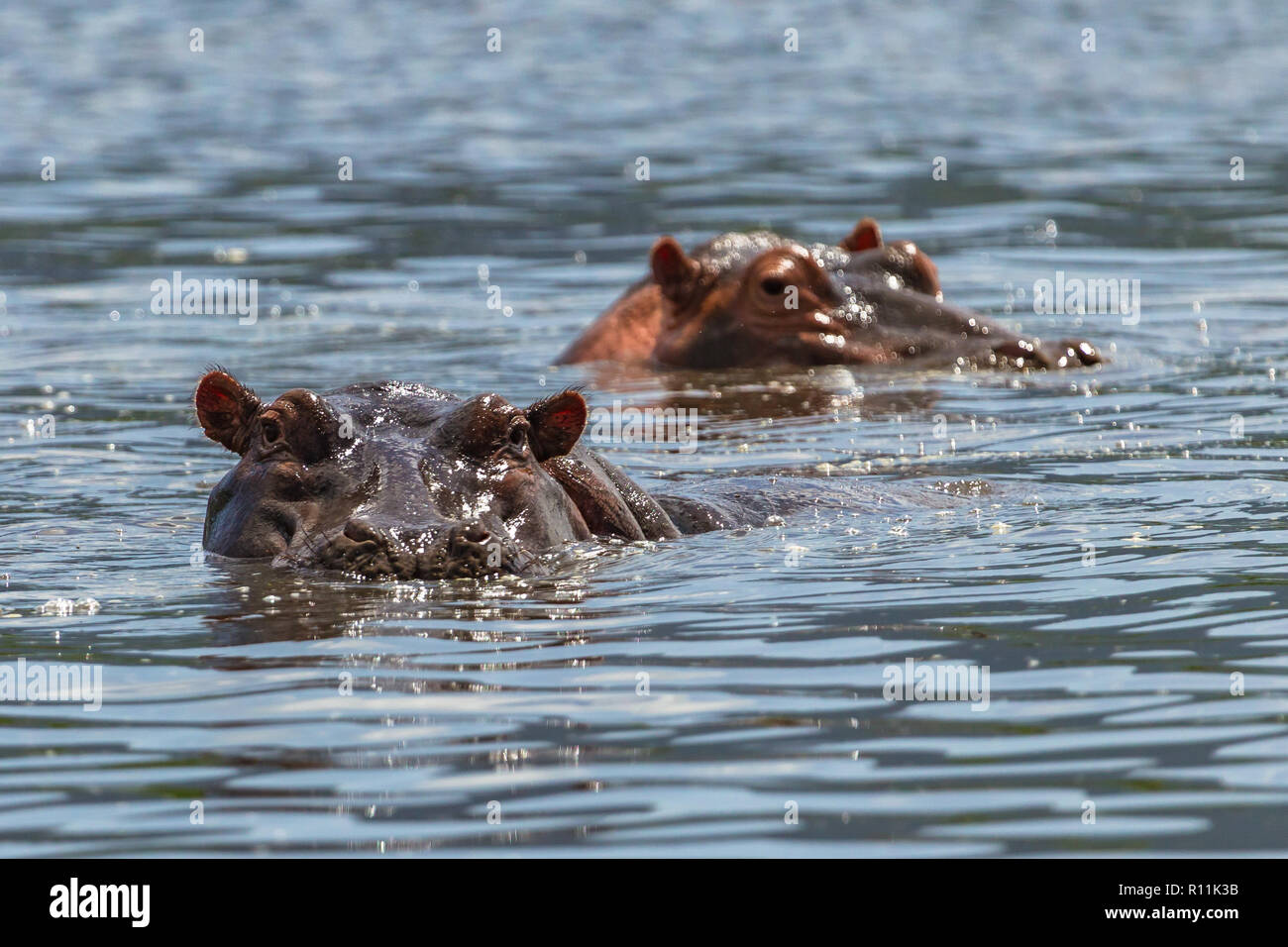 Hippopotamus at Ngorongoro Conservation Area, Tanzania. Stock Photo