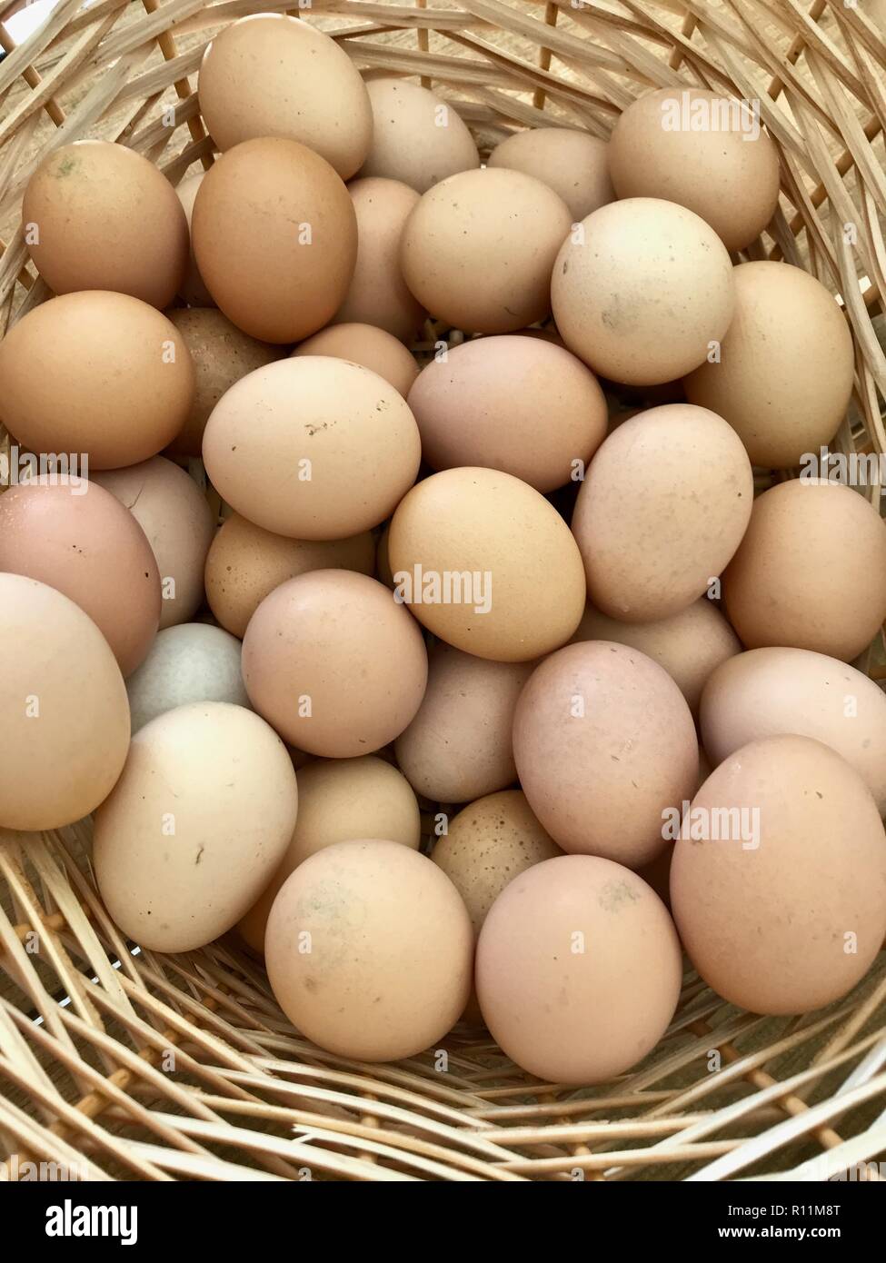 Farm Fresh Local Organic Eggs In A Wooden Basket Stock Photo Alamy Farm Fresh Local Organic Eggs In A Wooden Basket Stock Photo Alamy