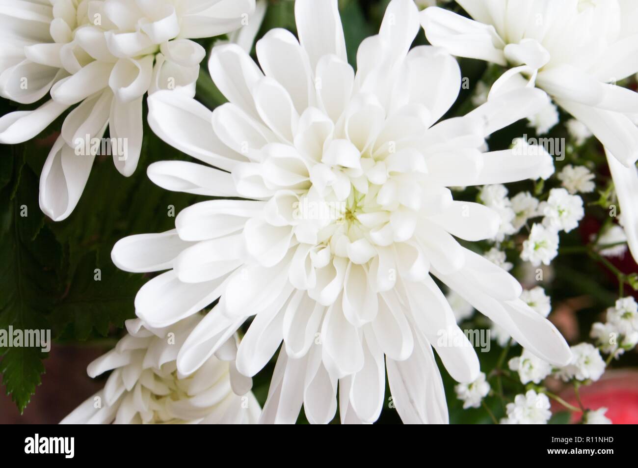Chrysanthemums , sometimes called mums or chrysanths, are flowering plants of the genus Chrysanthemumin the family Asteraceae. They are native to Asia Stock Photo