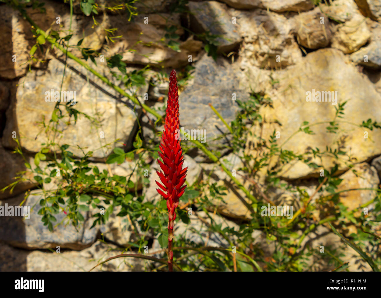 Aloe Arborescens, Candelabra Aloe Flower in Full Bloom Stock Photo