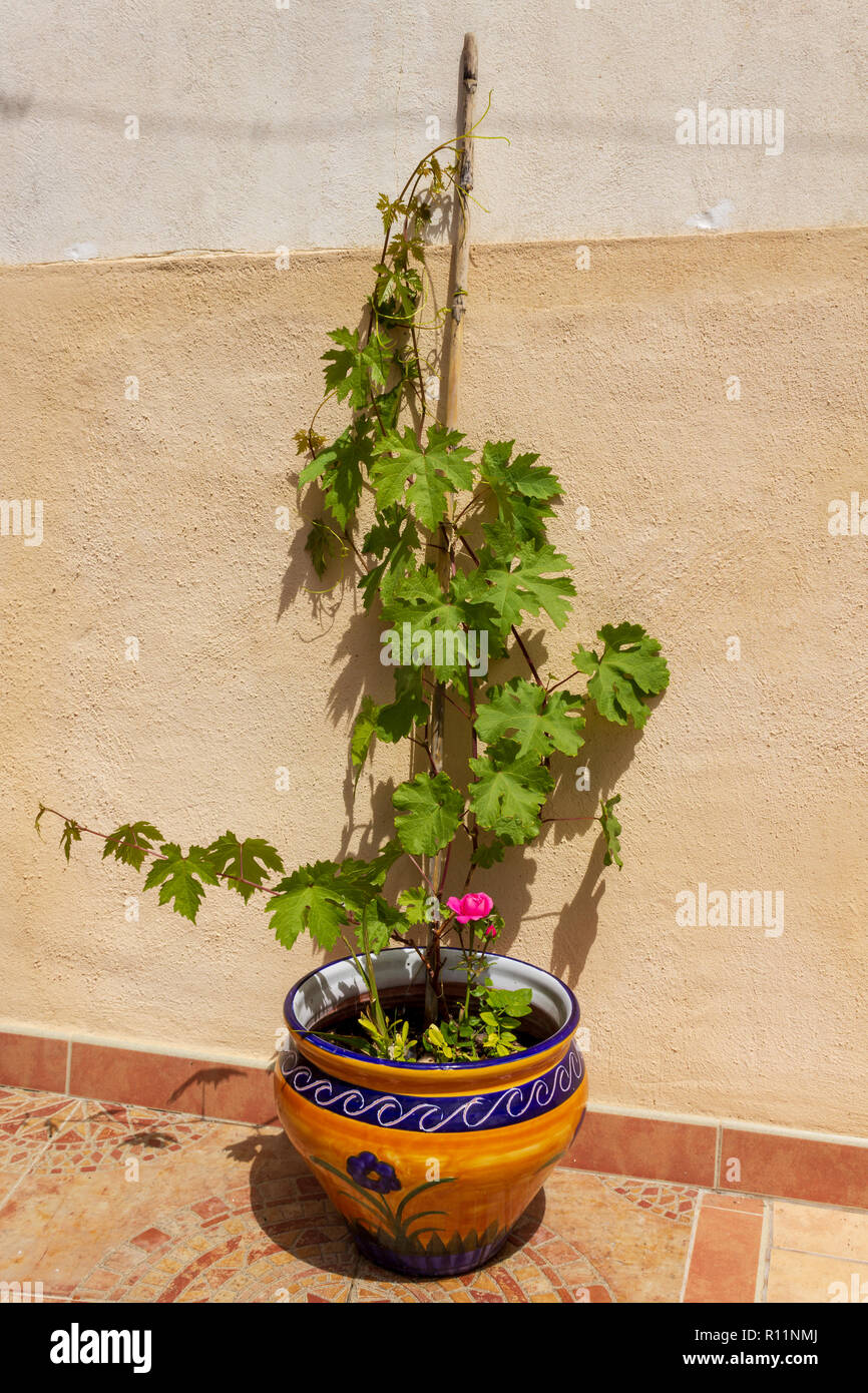 Vitis vinifera, Grape Vine in a Colorful planter Stock Photo