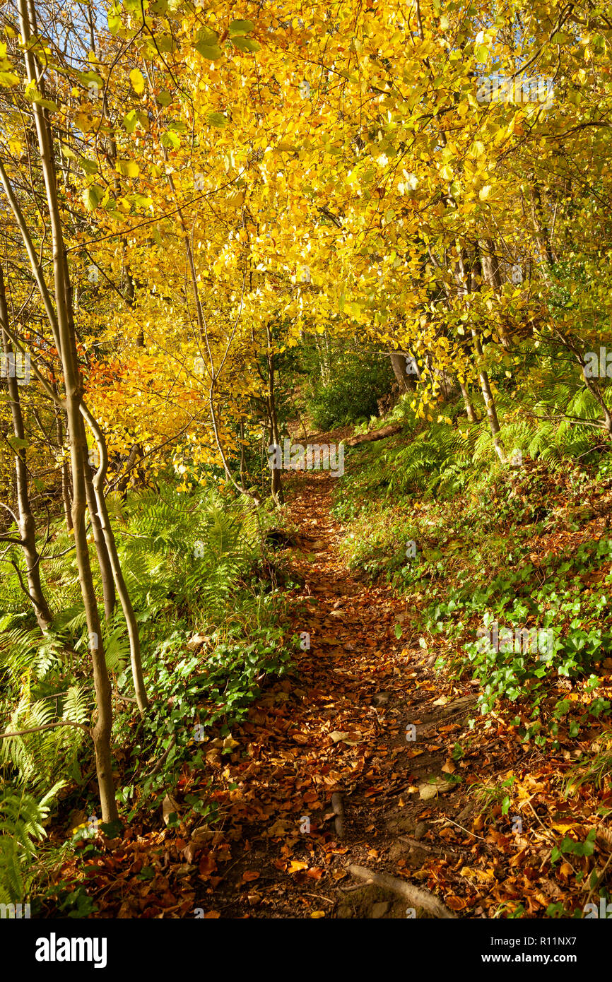 Woodland culture hi-res stock photography and images - Alamy