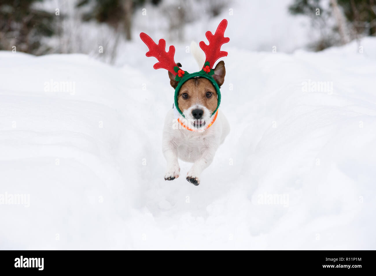 Dog wearing antlers of Christmas reindeer plays in deep snow Stock