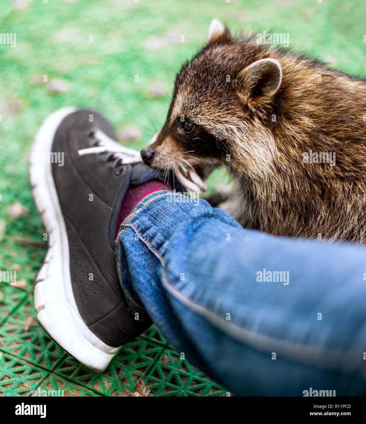 Baby cub raccoon indoors playing with laces on shoes, nibbles Stock ...