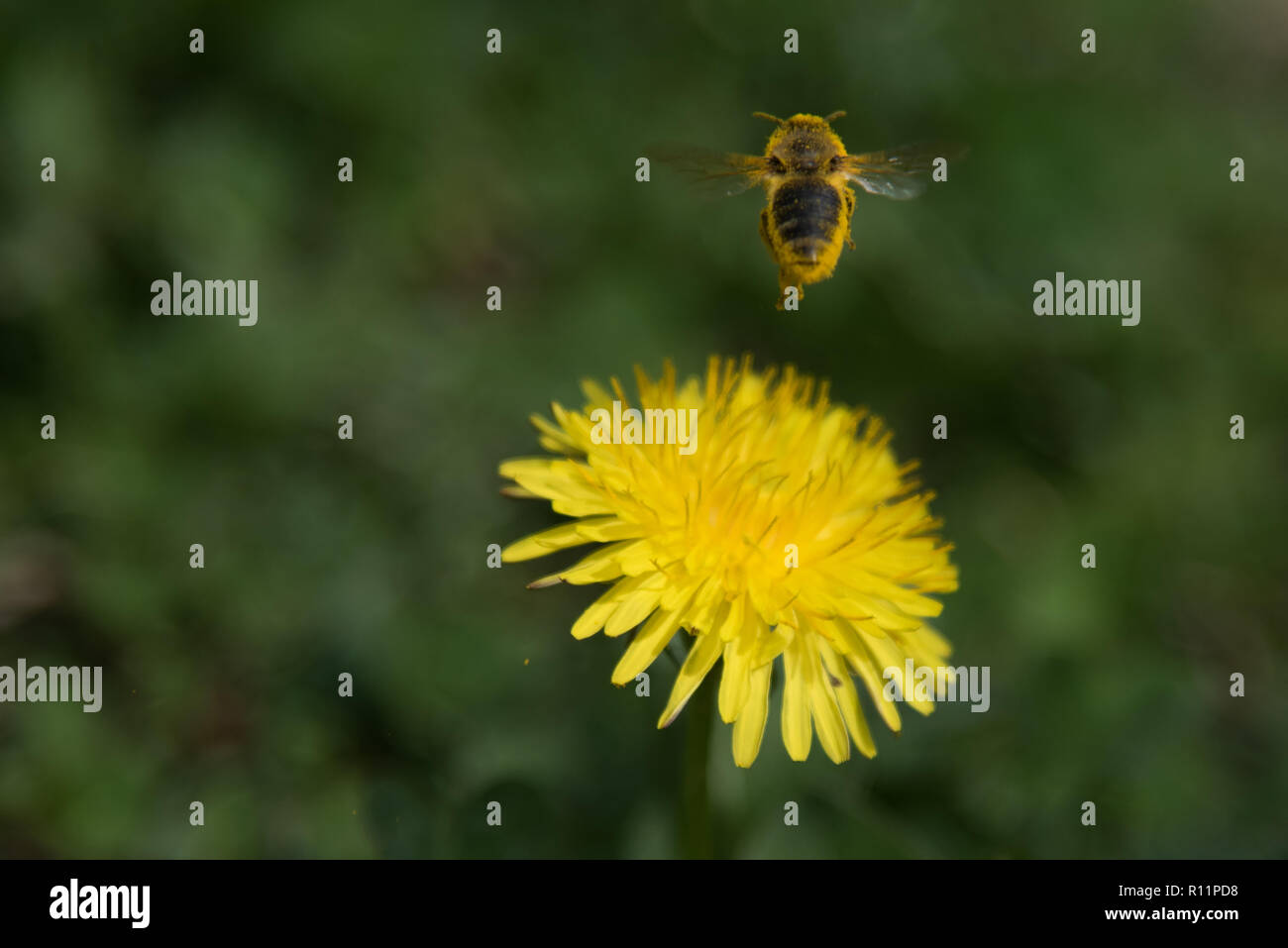 Mimoza hi-res stock photography and images - Alamy