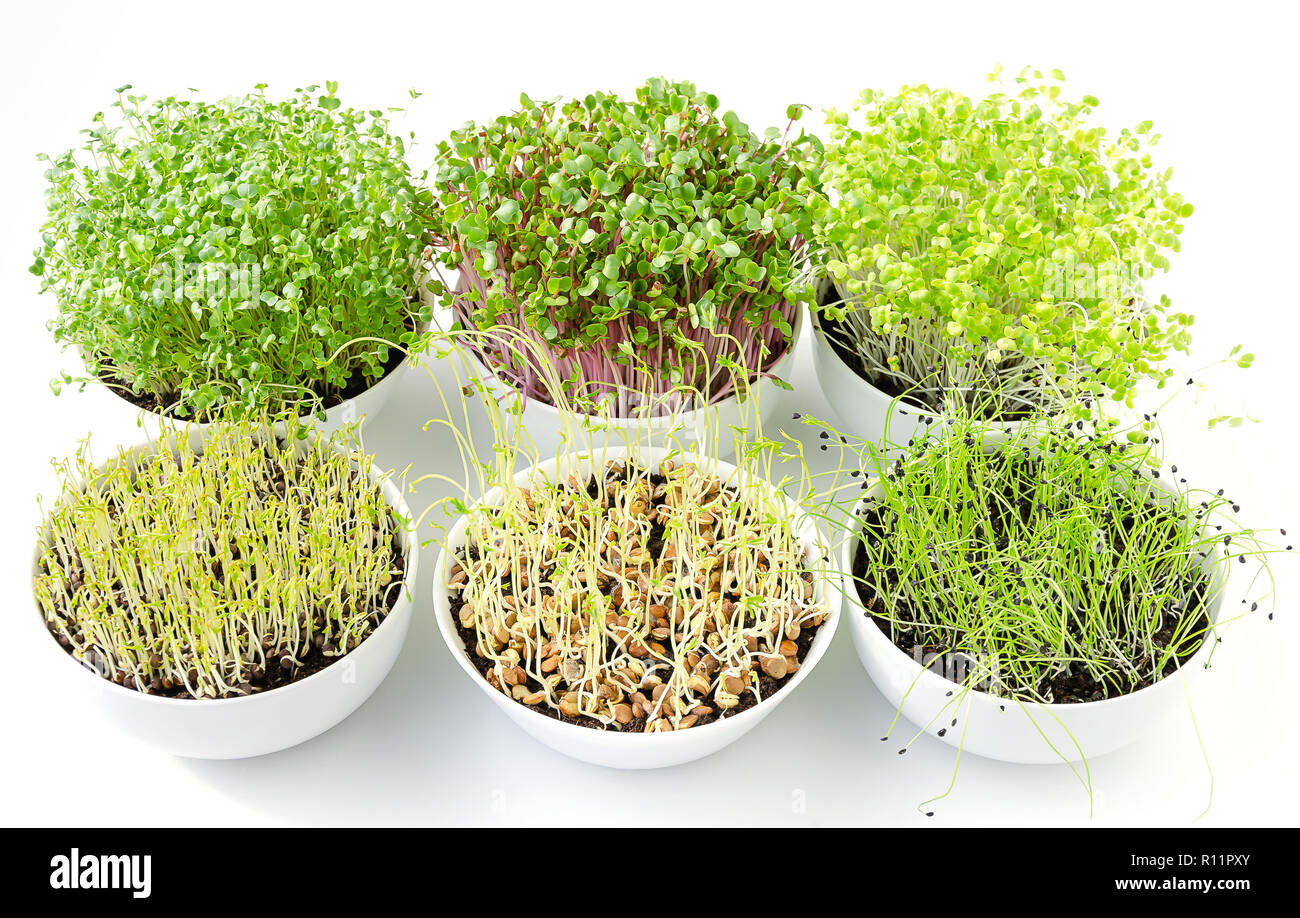 Six microgreens sprouting in white bowls, from above. Shoots of kale, radish, Chinese cabbage, lentils and garlic in potting compost. Sprouts. Stock Photo