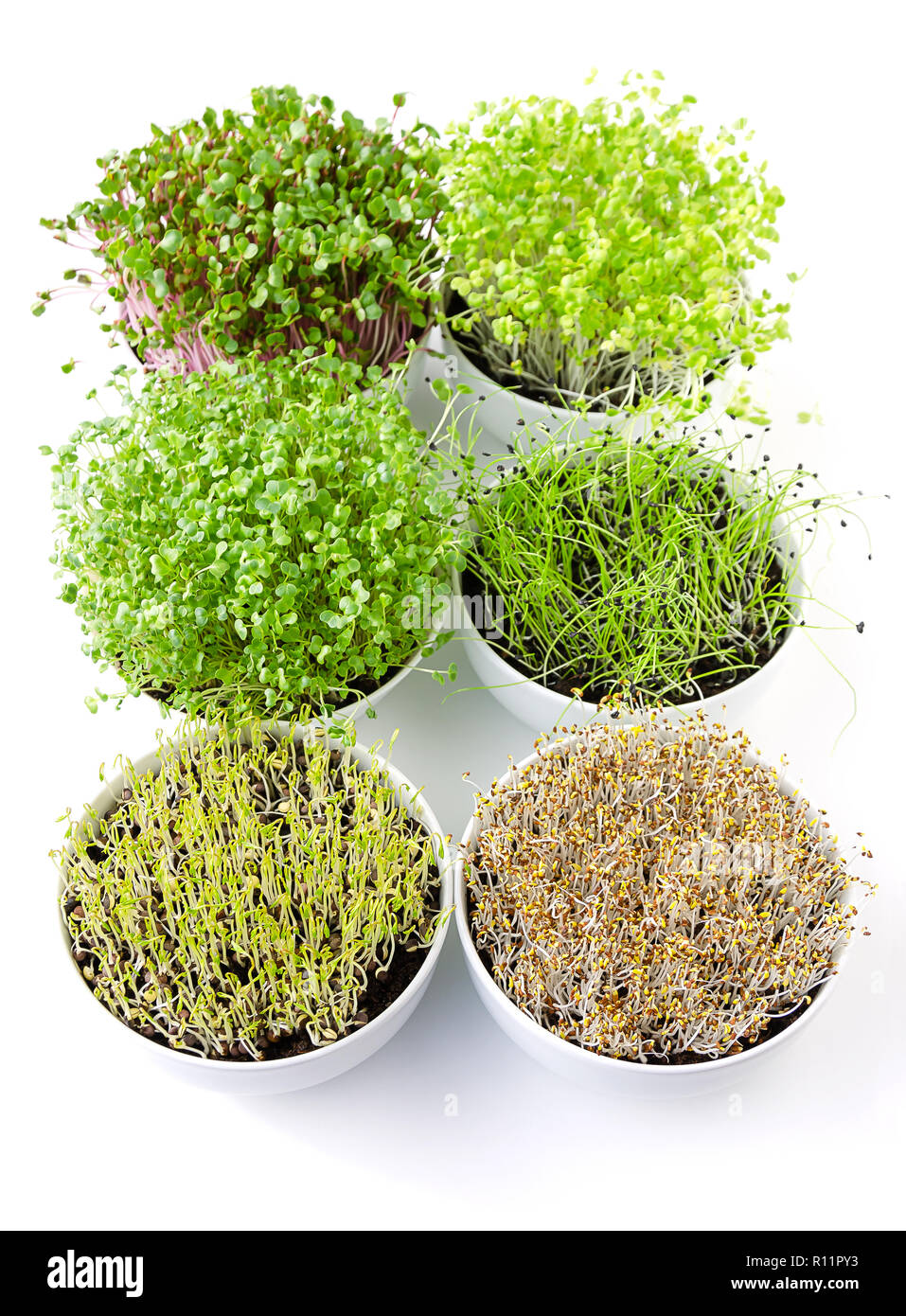 Six microgreens in white bowls, vertical. Sprouting shoots of radish, Chinese cabbage, kale, garlic, lentils and alfalfa in potting compost. Stock Photo