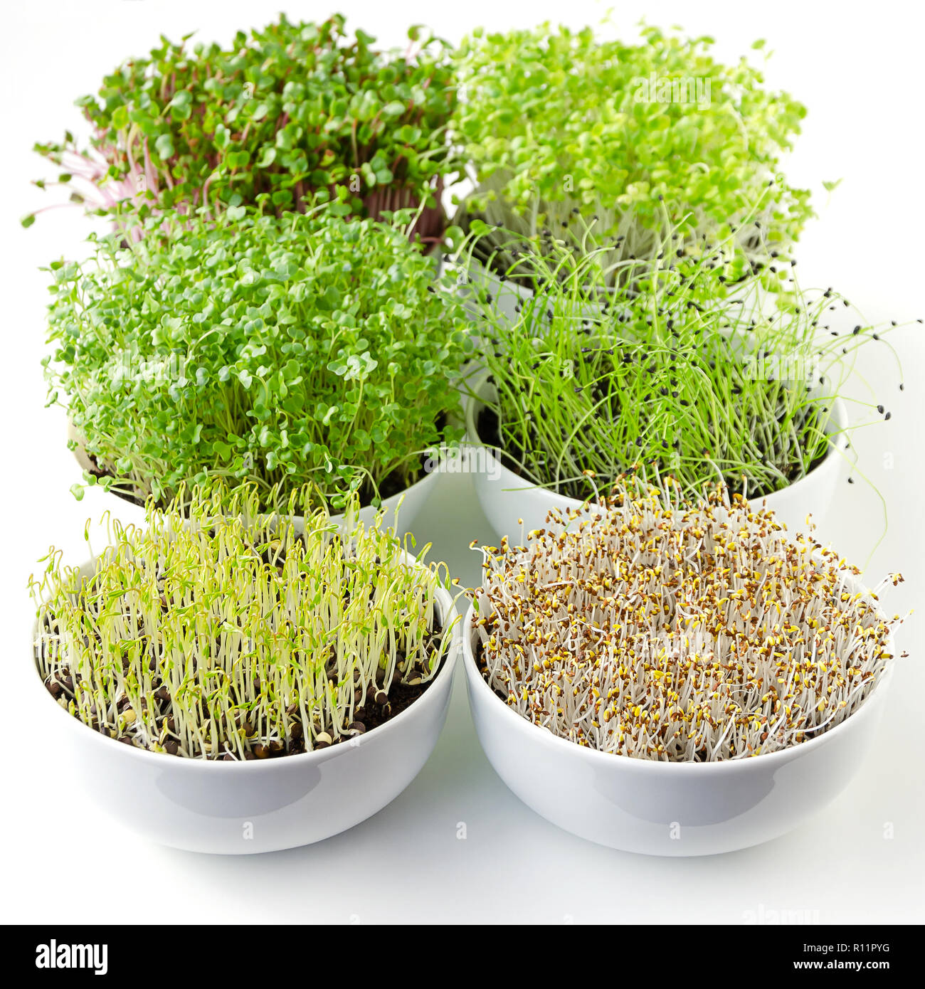 Microgreens sprouting in white bowls, vertical. Shoots of radish, Chinese cabbage, kale, garlic, lentils and alfalfa in potting compost. Sprouts. Stock Photo