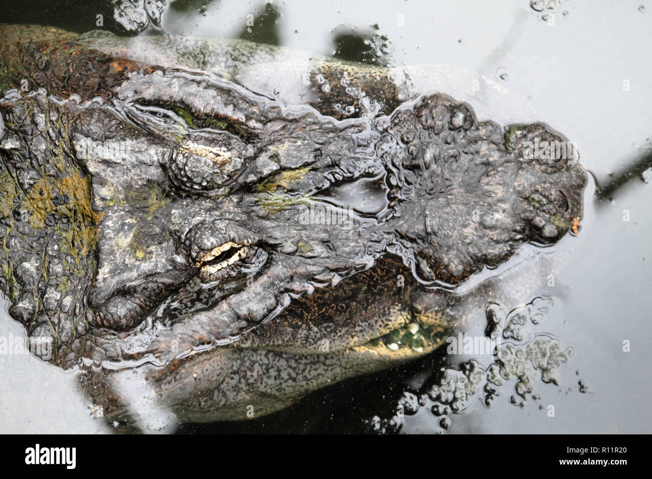 Crocodile close-up head seen from top perspective. Focus emphasizing the animal head partly submerged on water the two eyes and the rough skin pattern Stock Photo