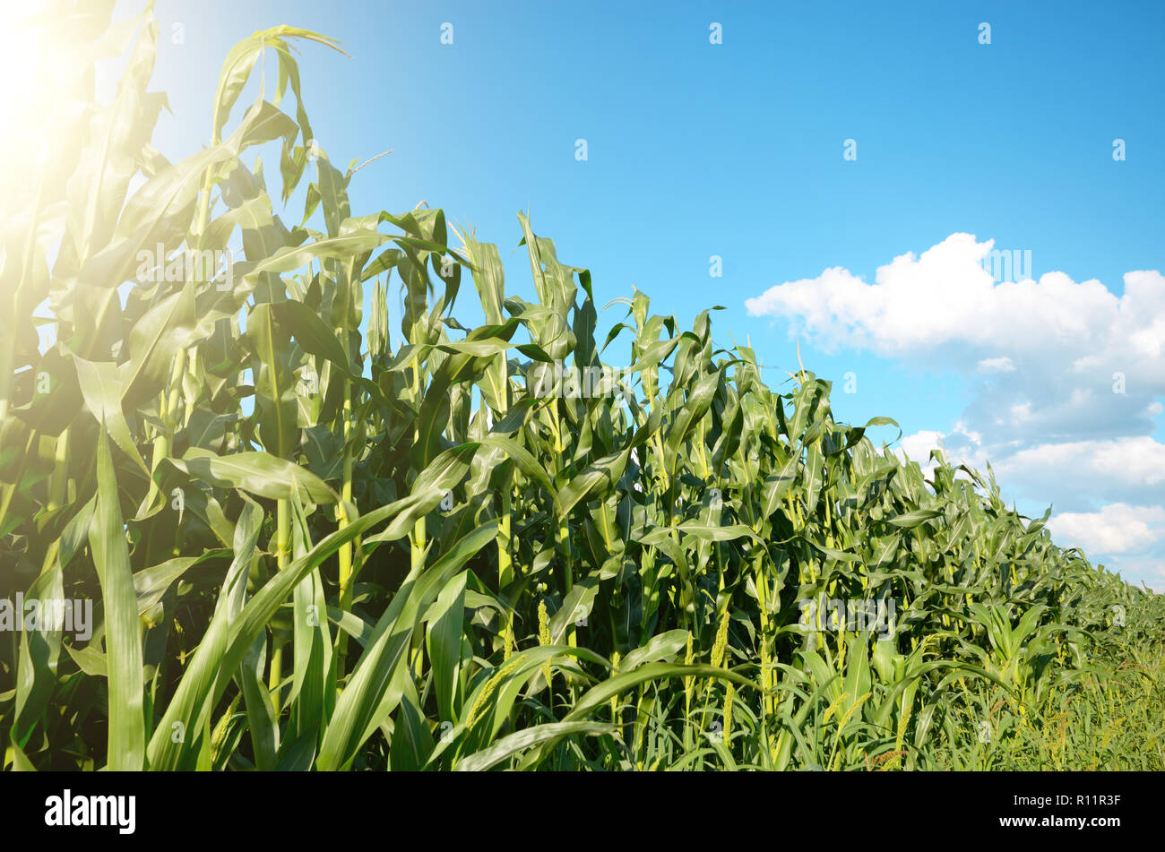 Green Corn Field summer sunny day in Uklraine Stock Photo - Alamy