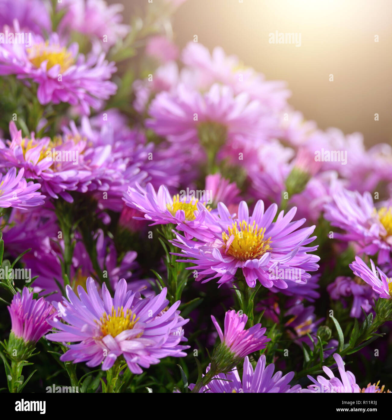 Violet asters flowers autumn background Stock Photo