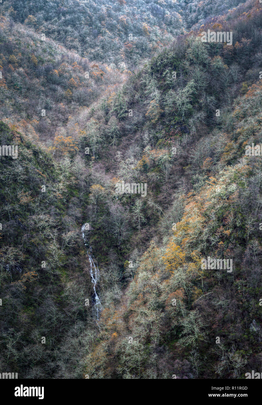 Slopes and valleys covered with winter forest in Fonsagrada, Galicia Stock Photo