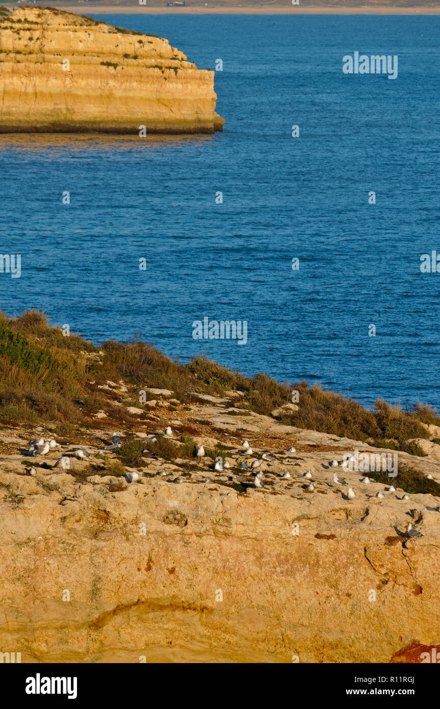 Seagulls on the cliffs in Carvoeiro. Algarve, Portugal Stock Photo