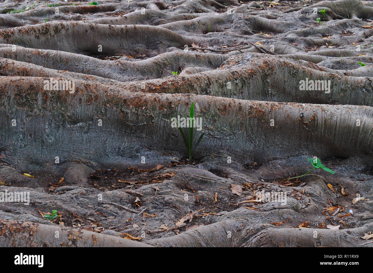 Rubber tree roots in Andalusia, Spain Stock Photo Alamy