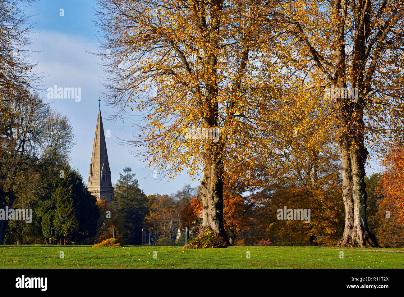 Autumnal Lime Trees on Denbies Estate with the spire of St Barnabas Church beyond. Ranmore Common, Surrey, England. Stock Photo