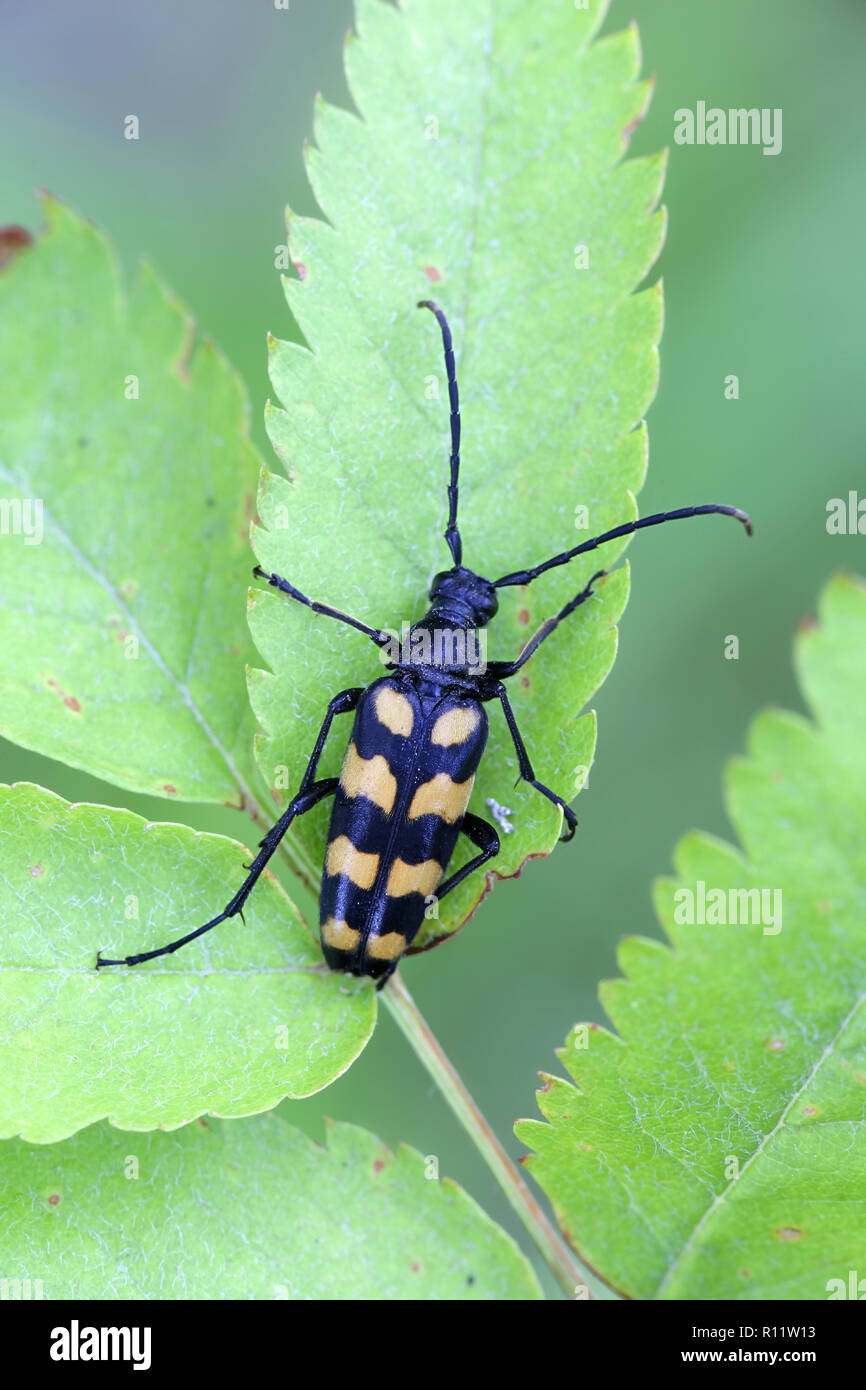 Four-banded longhorn beetle or longicorn,  Leptura quadrifasciata Stock Photo