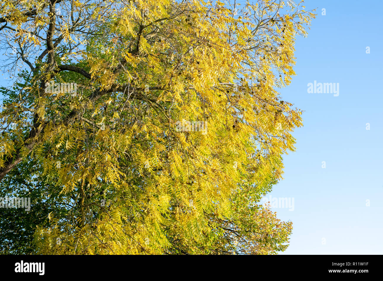 Juglans nigra. Eastern black walnut fruit and leaves and in autumn against a blue sky. UK Stock Photo