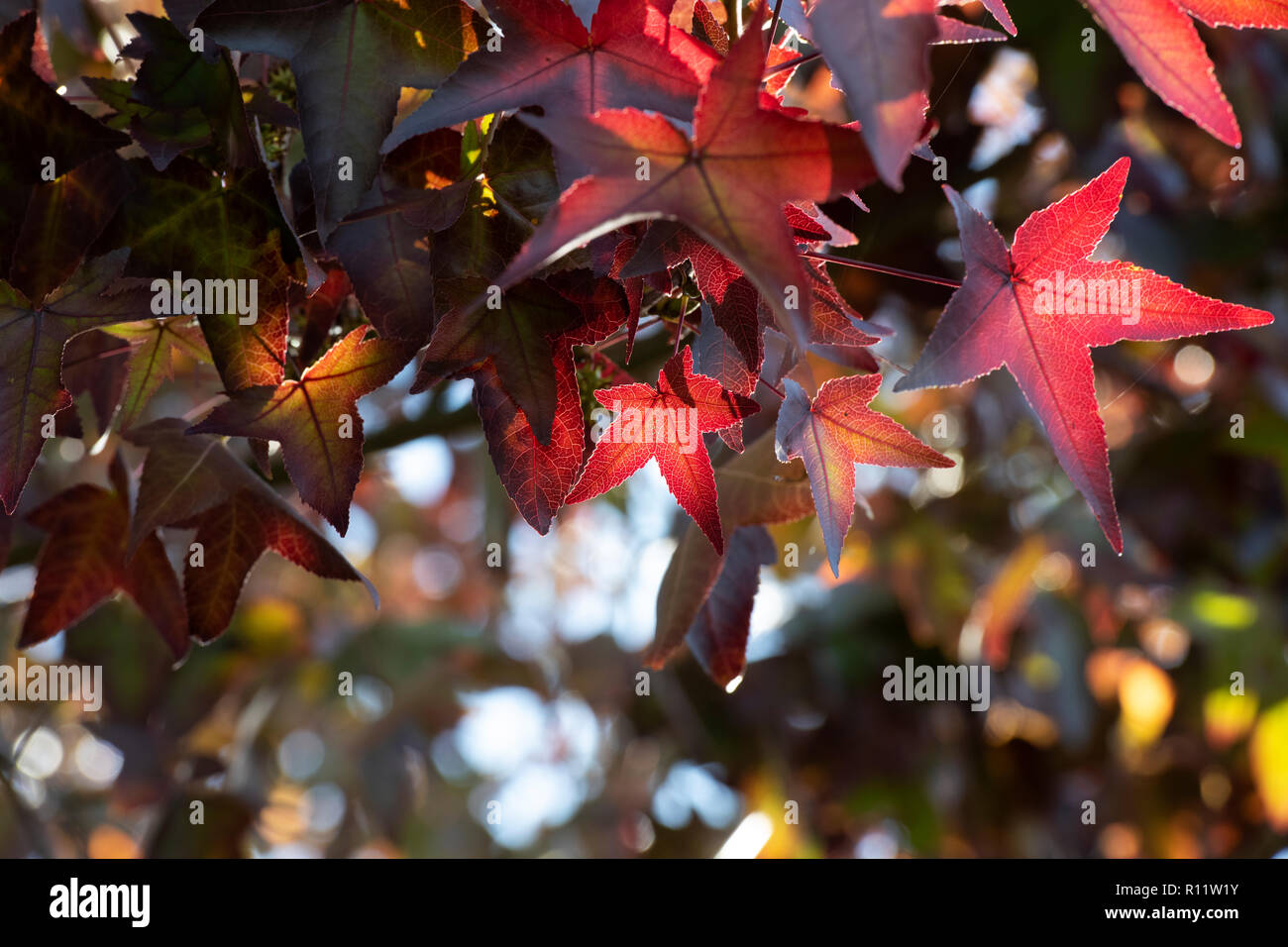 Liquidambar styraciflua ‘Worplesdon’. Sweet Gum tree in autumn Stock