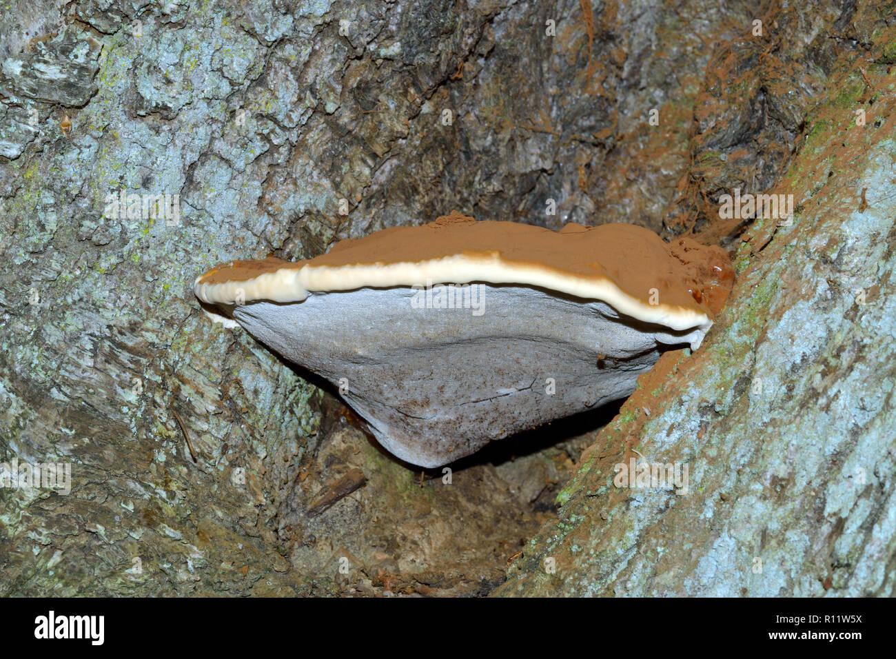 Ganoderma adspersum is a common perennial bracket fungus that causes white heart rot in certain broadleaved trees. Stock Photo